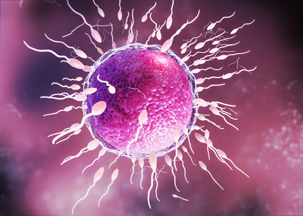 Frozen Embryo Transfer
